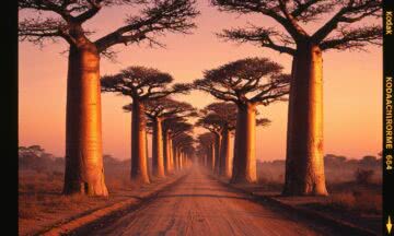 Avenue of the Baobabs na Madagaskarze – spacer pośród gigantów w blasku zachodzącego letniego słońca