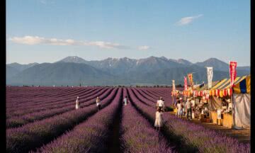 Hokkaido latem – fioletowe pola lawendy i urokliwe festiwale w Furano