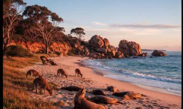 Kangaroo Island – raj dla miłośników dzikiej przyrody i bezludnych plaż Australii Południowej