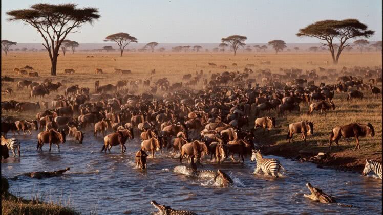 Wielkie migracje w Parku Narodowym Serengeti – najbardziej spektakularne wydarzenie przyrodnicze na świecie